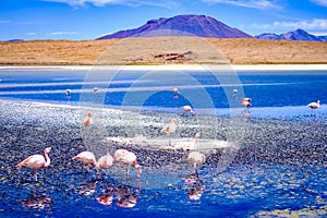 Beautiful flamingos at lagoon in Bolivia