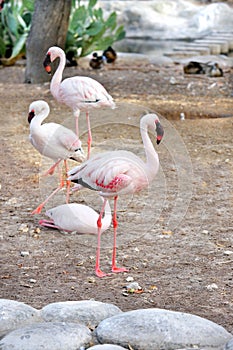 Beautiful Flamingos with red and black beak