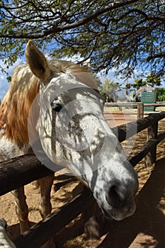 Beautiful Fleabitten Gray Draft Horse with Dappled Sunlight