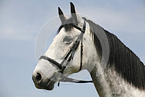 Beautiful fleabitten grey horse with leather harness in summer c