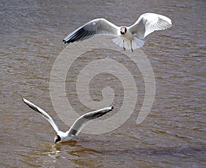 Beautiful flight of white gulls over the sea