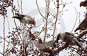 A beautiful flock of birds flew to the tree to feed on berries.