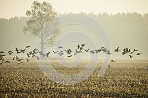Beautiful flock of migratory goose during the sunrise near the swamp in misty morning.