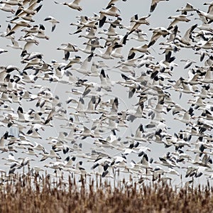 A beautiful flock of Snow Geese take to the air at George C. Reifel Migratory Bird Sanctuary