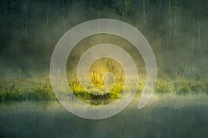 A beautiful flooded wetlands during the sunrise in spring. Fresh, green grass growing in the water. Misty morning over the swamp.