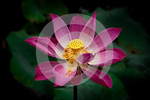Beautiful flora, Lotus flower close shot