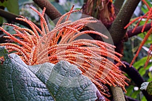 Beautiful flora in Manuel Antonio nationalpark Costa rica