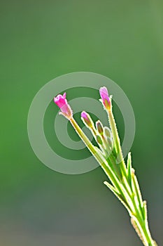 Beautiful flora in morning sunshine