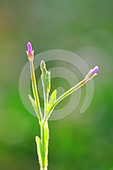 Beautiful flora in morning sunshine