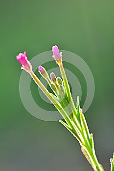 Beautiful flora in morning sunshine