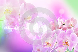 Beautiful floral background. Blooming pink phalaenopsis orchids