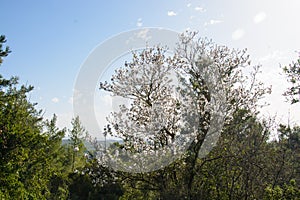 Beautiful floral background with flowering almond tree