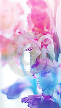 Beautiful floral background of gladioli pink purple blue flowers on a light blurred background