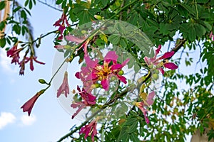 Beautiful floral background with magenta flowers and green buds among the bright foliage of the silk floss tree. Close-up exotic photo