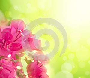 Hermoso rosa flores 