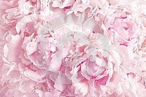 Beautiful floral background from pink peonies. Tender flowers petals in vintage toned