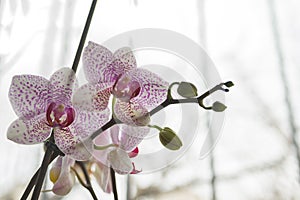 Beautiful floral background. Pink phalaenopsis orchids on a light background. Pastel colors. Selective focus