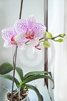 Beautiful floral background. Pink phalaenopsis orchids on a light background. Pastel colors. Selective focus