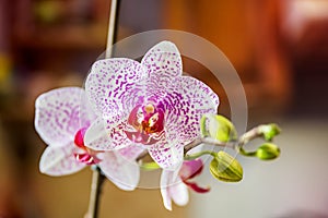 Beautiful floral background. Pink phalaenopsis orchids on a light background. Pastel colors. Selective focus