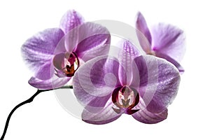 Beautiful floral background. Pink phalaenopsis orchids on white background