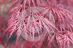 Beautiful floral background of pink red weeping Laceleaf Japanese Maple or Acer palmatum.