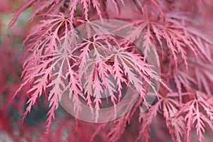 Beautiful floral background of pink red weeping Laceleaf Japanese Maple or Acer palmatum. photo