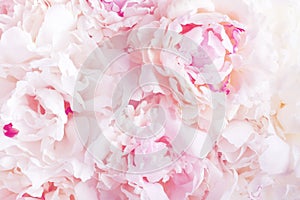 Beautiful floral background from pink and white peony flowers