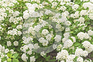 Beautiful floral background of white blooming spireae van houtte