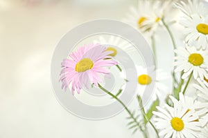 Beautiful floral background white pink cosmos.