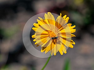 Beautiful floral background of yellow coreopsis flower outdoor.