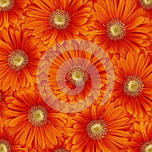 Beautiful floral background. Yellow gerbera flowers.