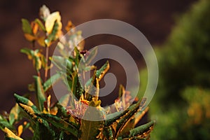 Shallow depth of focus in the garden. photo