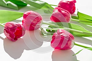 Beautiful floral composition made of bright tulip flowers closeup on white background with shadow. Nature concept. Greeting card