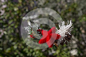 Beautiful floral decoration with red star on an undefined and blurred natural background