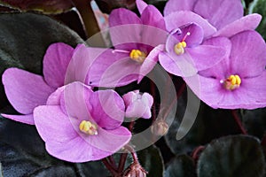 Beautiful floral group of pink violets close-up