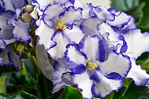 Beautiful floral group of white blue violets closeup