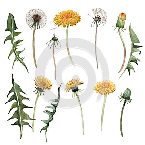 Watercolor dandelion blowball illustration photo