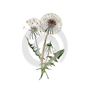 Watercolor dandelion blowball illustration photo