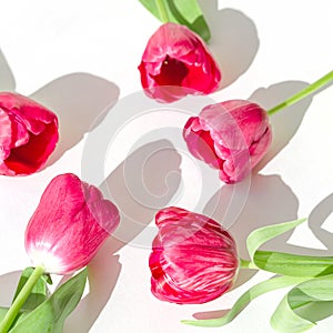 Beautiful floral pattern made of bright tulip flowers on white background with shadow. Nature concept. Greeting card theme