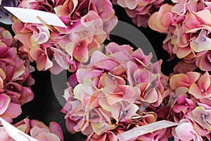 Beautiful floral pink photo