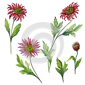 Beautiful floral set. Red chrysanthemum flowers on stems with leaves and closed buds isolated on white background.