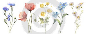 Beautiful floral set with watercolor hand drawn summer wild field flowers. Set of floral elements, watercolor botanical