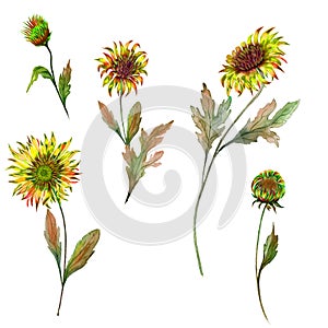 Beautiful floral set. Yellow chrysanthemum flowers on a stem with leaves and closed buds isolated on white background.