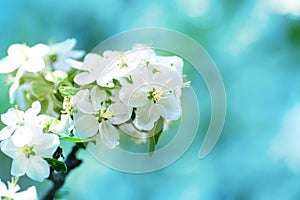 Beautiful floral spring abstract background of nature. Branches of blossoming apple tree light blue sky background. Copy space. Na