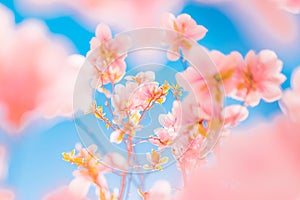 Gorgeous spring summer blooming flowers, inspirational nature background