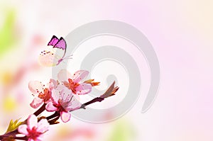 Beautiful floral spring abstract background of nature and butterfly. Branch of blossoming peach on light pink sky background. For