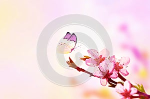 Beautiful floral spring abstract background of nature and butterfly. Branch of blossoming peach on light pink sky background. For