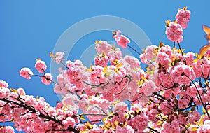 Beautiful floral spring abstract background of nature. Cherry blossom. Sacura cherry-tree. For easter and spring