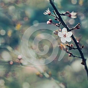 Beautiful floral spring abstract blurred background of nature. Branches of blossoming cherry tree with soft focus