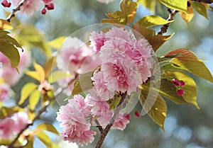 Beautiful floral spring background of double flowers of the Pink Flowering Cherry, Prunus serrulata Kanzan variety
